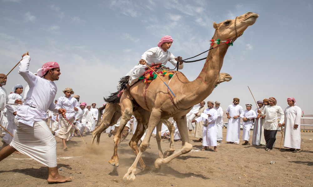 camel racing in uae